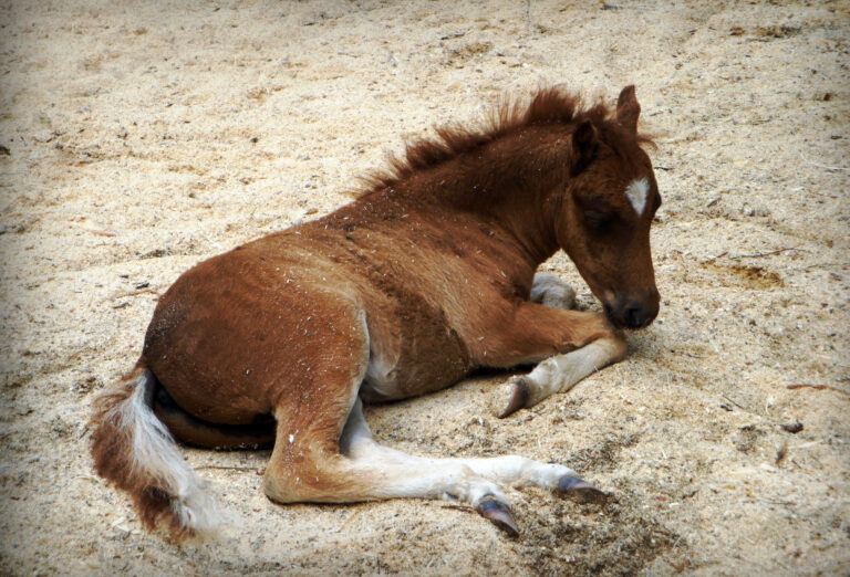 Ecostrat Sawdust Bedding For Horses Ontario Sawdust
