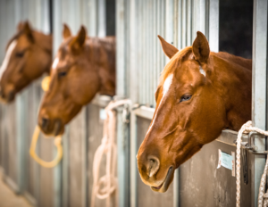 Horse Bedding