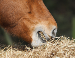 sawdust shavings